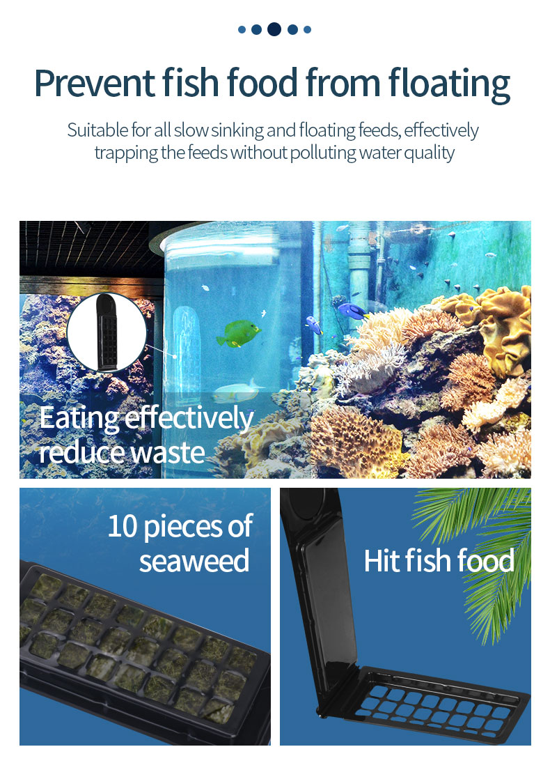 Best Tangs For Reef Tanks: Top Marine Aquarium Fish And